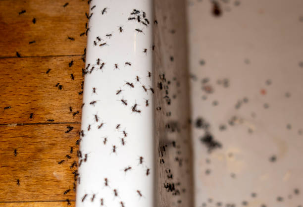 Best Affordable Exterminators  in Coalville, UT