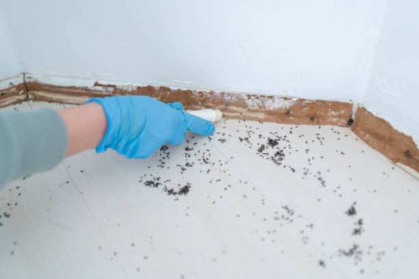 Best Affordable Pest Control Services  in Coalville, UT